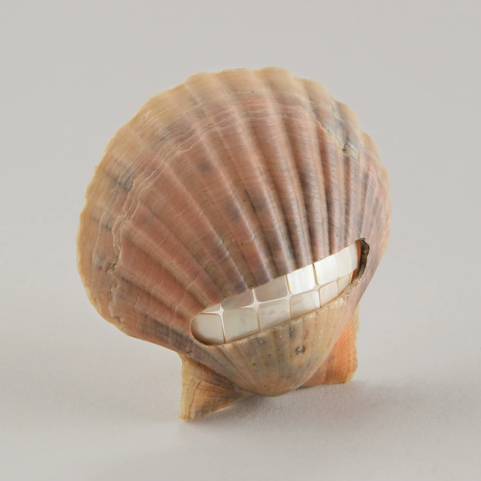 Pearly whites — bild 2 av 4